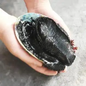 鲜活进口新西兰黑金鲍 高档海鲜超大鲍鱼 新鲜野生刺身500g活生鲜