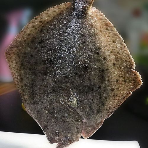 多宝鱼新鲜鲜活石斑鱼比目鱼大菱鲆鸦片鱼鲽鱼新鲜海鱼海鲜水产