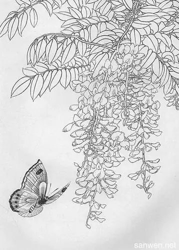 素描花鸟画图片大全素描花鸟画图片作品