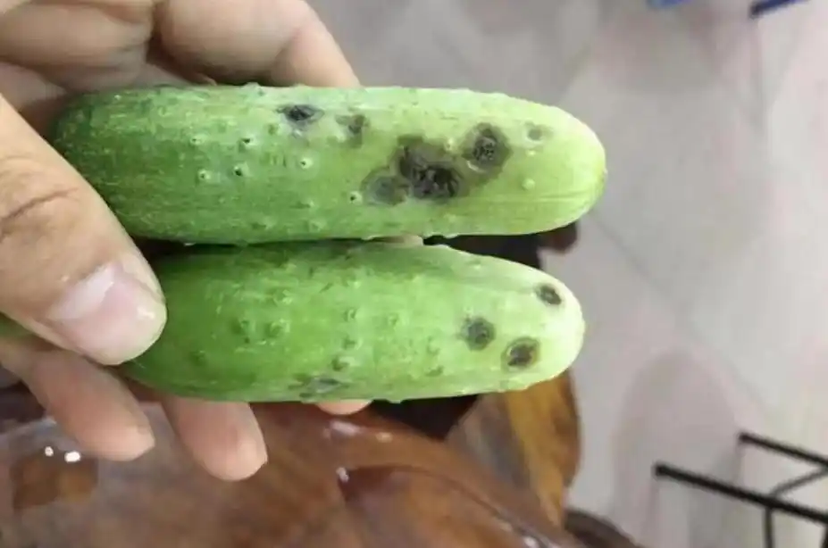 大棚黄瓜出现"瓜烂",常见病因有三,病症对比图片即可确诊