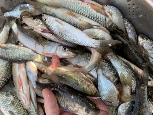 lism东江小河鱼河杂鱼河鲜小溪鱼山坑鱼味鲜原生态万绿湖3斤一份