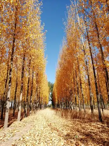 金黄色的秋天带着一种天然的落寞,渐渐走进了我们的视野,寒凉的秋风