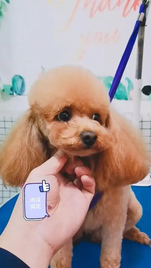 泰迪美容#萌宠造型#泰迪 搞定一个美容