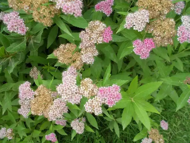 粉花绣线菊渐尖叶变种 spiraea japonica l. f. var.