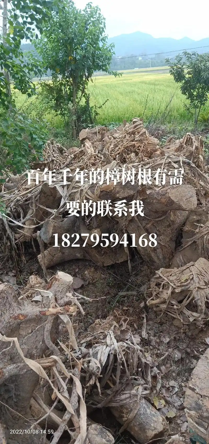 最小也是几百年老樟树,香香的上千年木樟树根,做根雕的 很合适 - 抖音