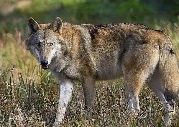 "野性之美:探寻狼的世界",世界上的狼有几种呢?