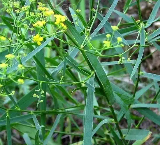 和野生资源的日渐匮乏,市场缺口越来越大,家种柴胡的市场前景十分广阔