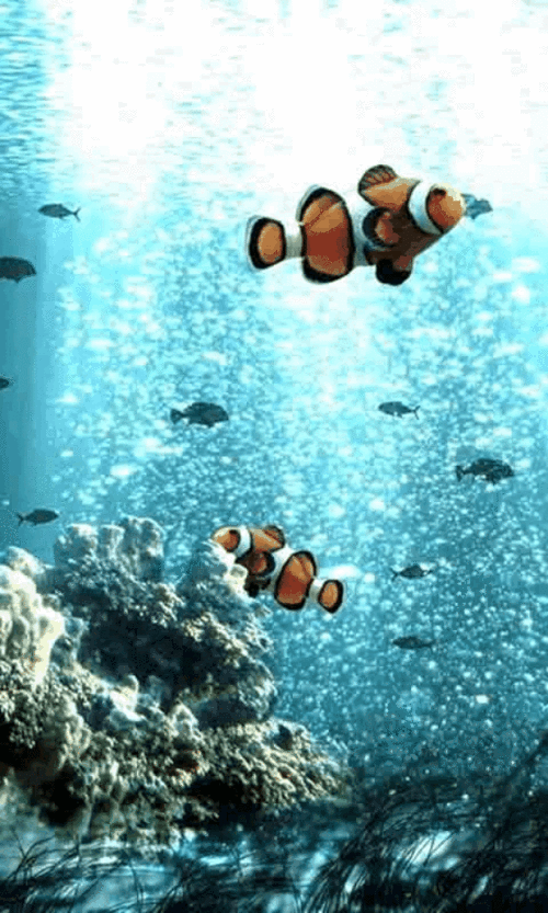 水鱼情动态画图欣赏