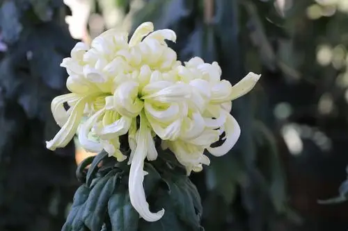 白色菊花一种神圣,纯洁,让人在手捧一束送给逝去亲人时的肃穆与庄严