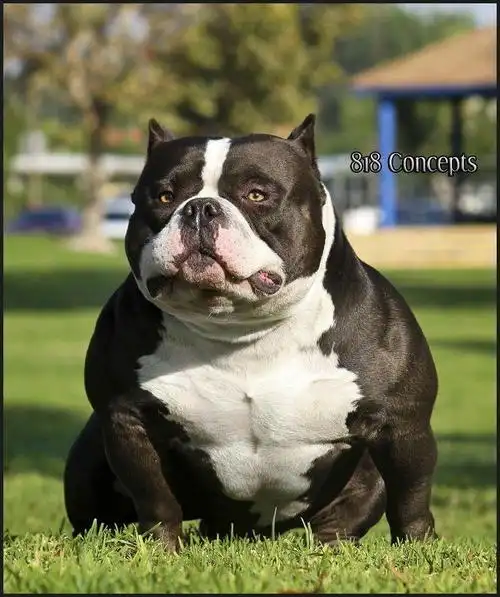 (三十二)火柴聊恶霸——恶霸犬的肌肉与夸张度