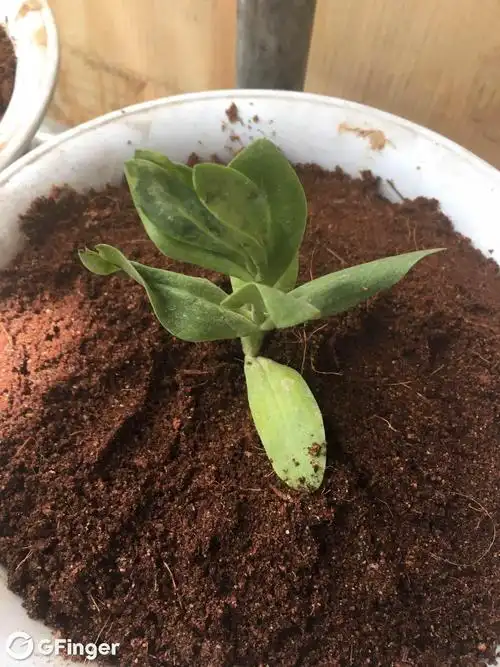 某宝买的洋桔梗花苗这样了还能活吗?