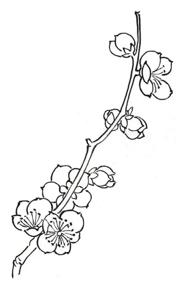 白描梅花的绘画步骤(3)
