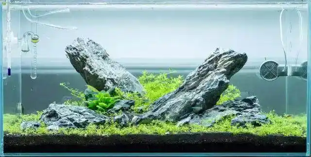 清爽水草造景缸开缸造景成景图欣赏