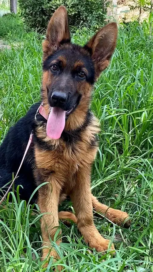 四个多月小德牧太聪明,现在敢给我斗智斗勇了