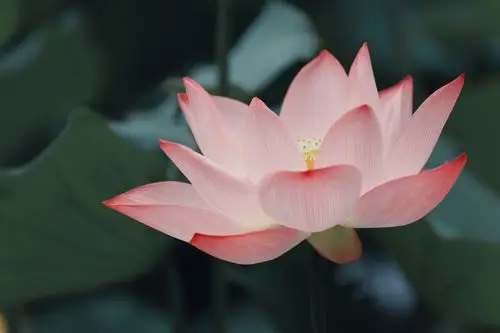 荷花,莲,荷,夏天 - 堆糖,美图壁纸兴趣社区