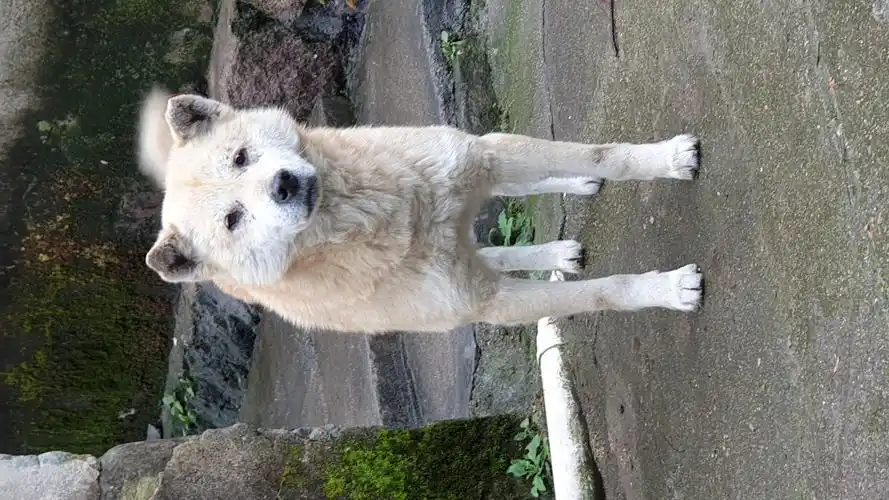 回老家拍了点人家的狸花和土狗