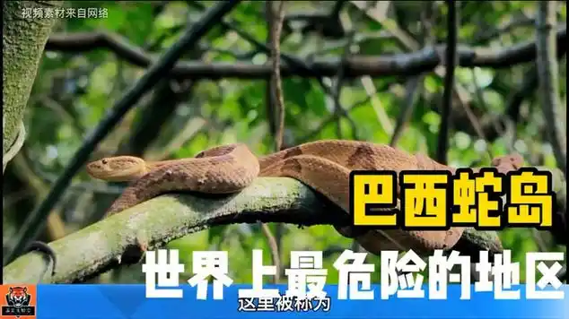 世界上高危地区之一巴西蛇岛|卵生动物|动物纪录片|野生动物|爬行动物