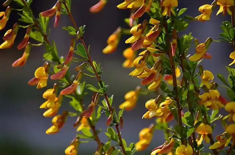 锦鸡儿的生长习性及其分布范围