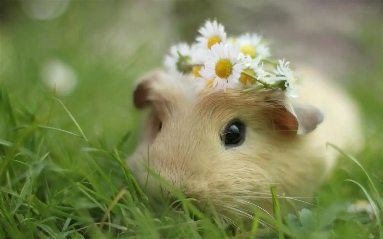 唯美治愈系另类萌宠可爱仓鼠高清桌面壁纸下载