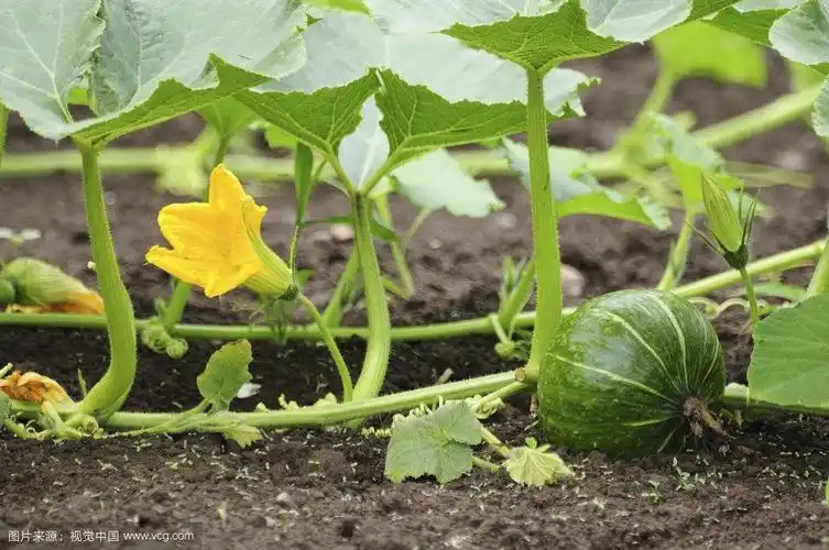 七,南瓜生长发育过程中,光合产物首先保证叶片自身的再生长,茎叶为