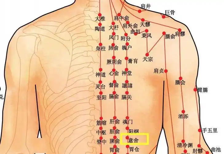灵兰风曲足太阳膀胱经意舍穴