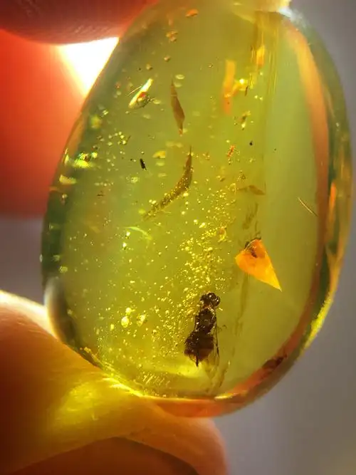 缅甸天然琥珀【肉嘟嘟的蜂类】精