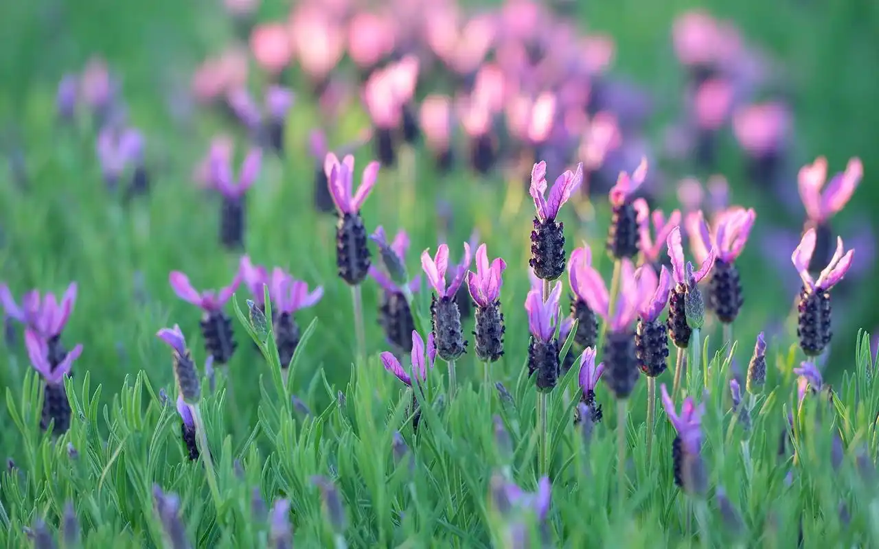 唯美花卉绿色风景