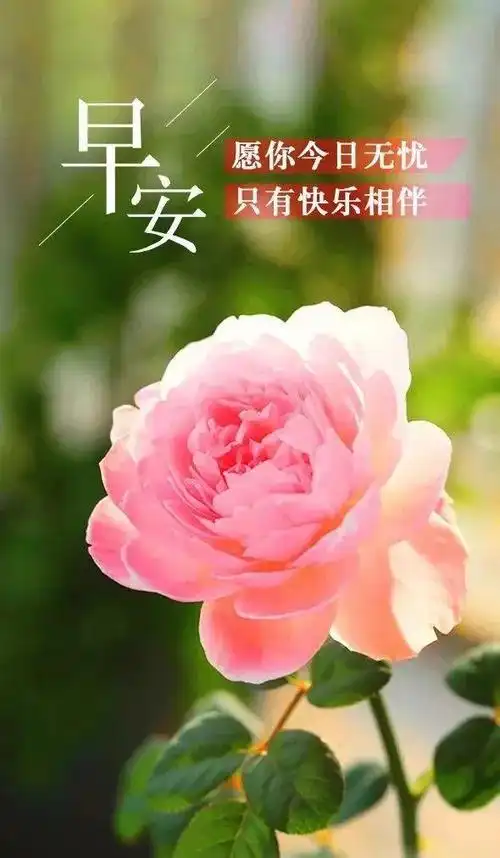 2020清晨最暖心的早上好祝福语,早上好朋友圈最漂亮问候图片