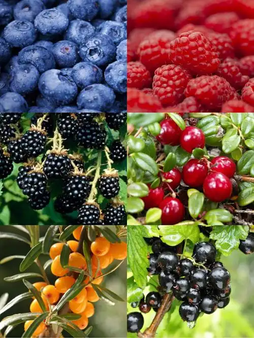 中最常见的几种浆果是什么呢～11566蓝莓blueberry果实很大且甜