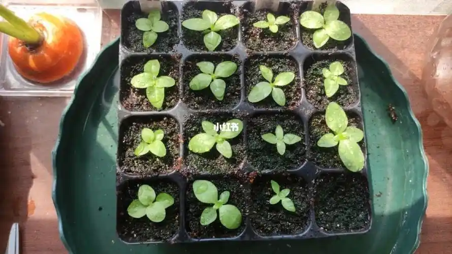 洋桔梗记录46天啦