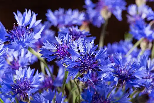 蓝花矢车菊图片_蓝花矢车菊图片大全_蓝花矢车菊图片素材