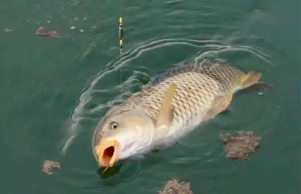 野钓鲤鱼是一件非常有挑战性的事情,因为鲤鱼是众多淡水鱼中相对聪明