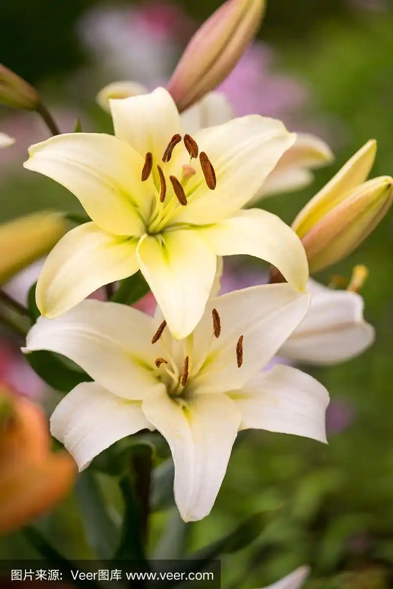 美丽的黄色百合花.