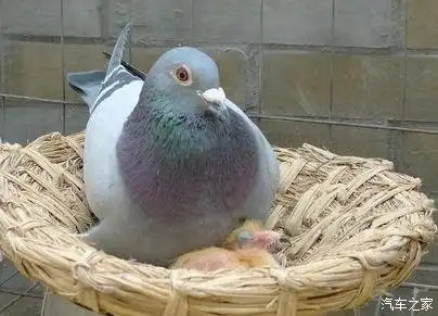 十三个春秋鸽子情缘