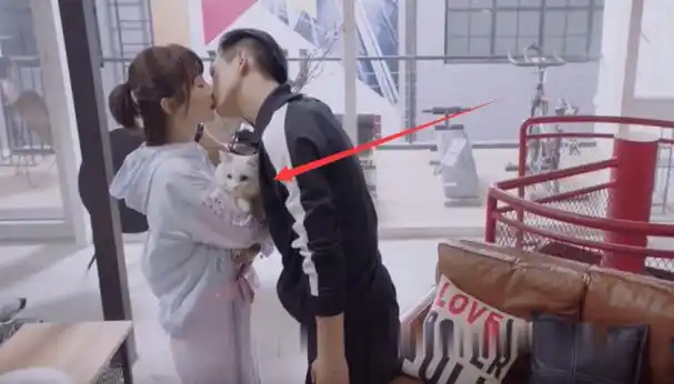 杨紫和李现的吻戏,请注意猫的眼神:我是谁我在哪?他们在干嘛?