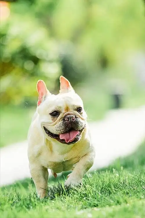 法斗外表丑萌丑萌的,幼犬时期像个奶油小生,成年后就像个傻大叔了