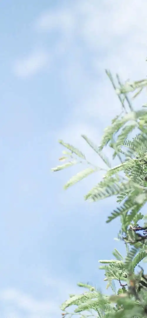 iphonex/xs/max 清新风景背景 - 堆糖,美图壁纸兴趣社区