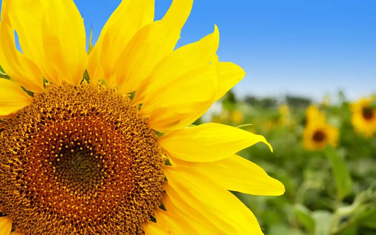 金色向日葵高清桌面壁纸图片