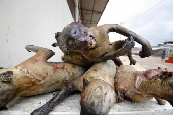 全球最震撼的诡异食物【组图】