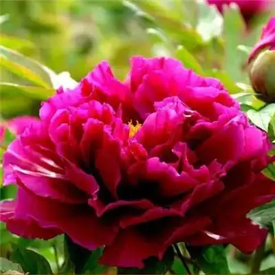 适合做头像的牡丹花朵图片