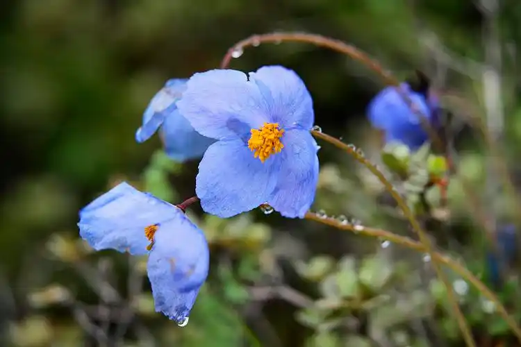 高山花卉全缘叶绿绒蒿图片素材