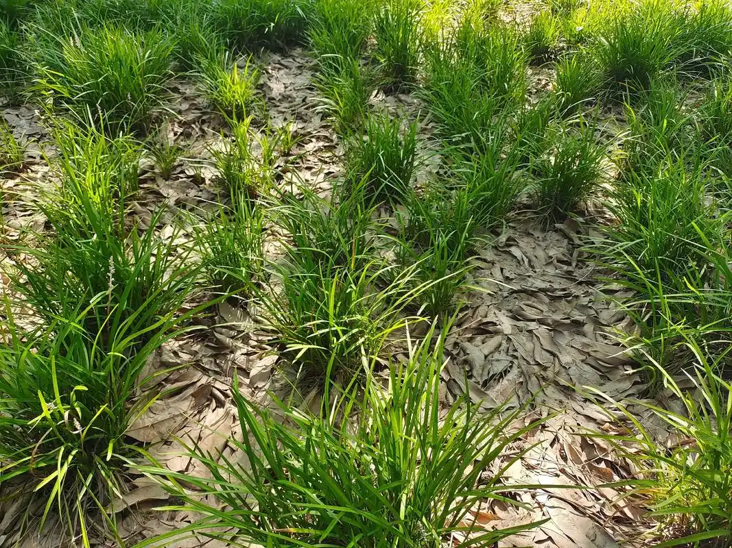 界首森林公园麦冬地用封闭药之后现场效果照片! 永丰园林机械1 - 抖音