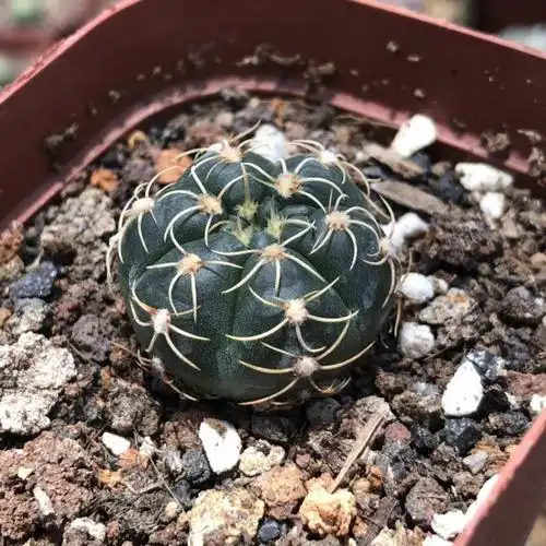 园艺实生趴刺海王仙人球 伏刺裸萼球属 精品正宗趴刺海王 实生2.5-3cm