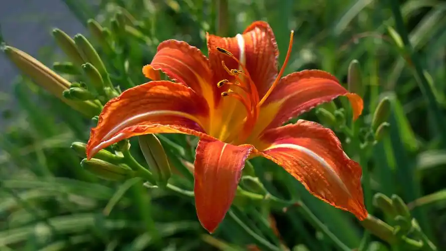 萱草:花儿为什么这样红