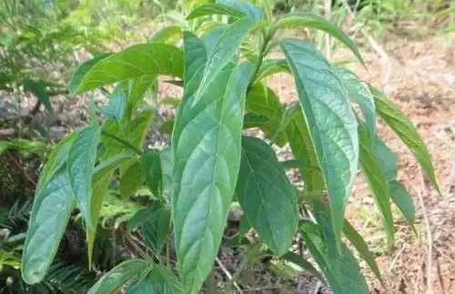 广东大青叶的功效与作用鉴别方法与炮制广东大青叶的药材描述