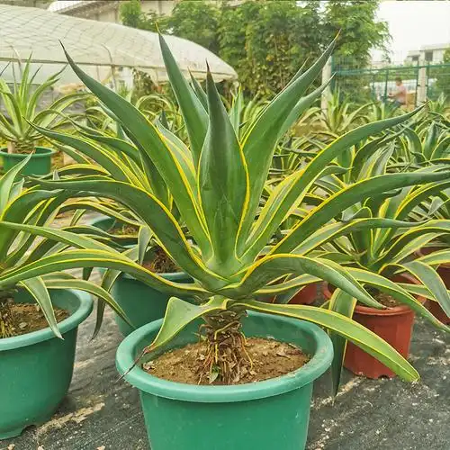 大型金边龙舌兰黑夜叉科沙生植物多肉景观造景多肉植物