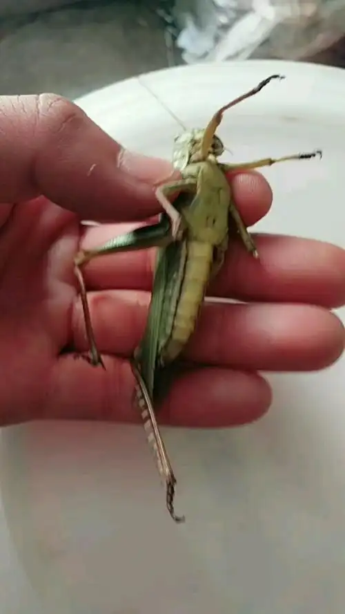 抓到一个超级大蚂蚱
