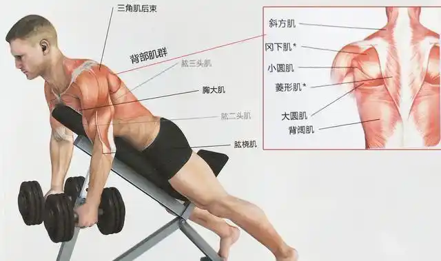 9个全背训练动作,瞄准背肌每一块肌肉|背肌|哑铃|背部_新浪新闻