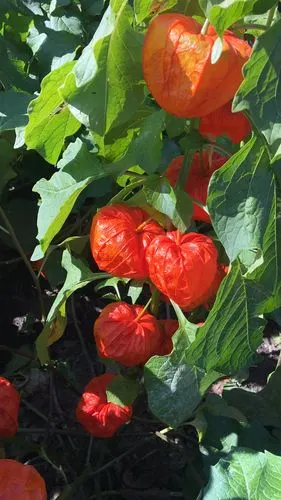 果果水果红姑娘