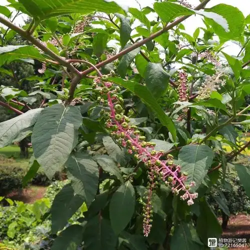 垂序商陆治皮肤寄生虫病